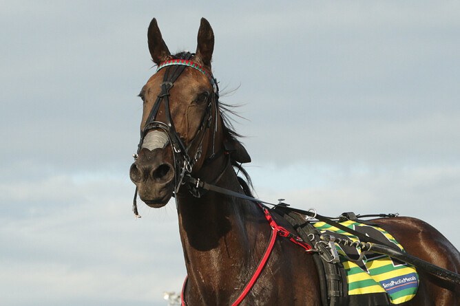 Bayleys Coromandel Cambridge Gold Cup Final Handicap Trot (2700m) hopeful Delson. - Photo: Trish Dunell