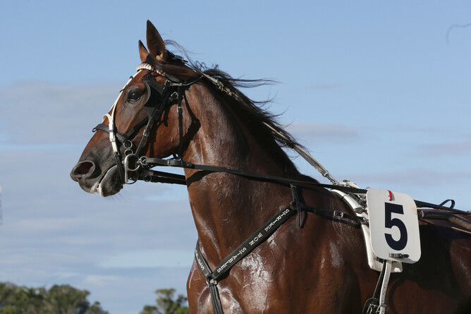 Tickle Me Pink - Trish Dunell