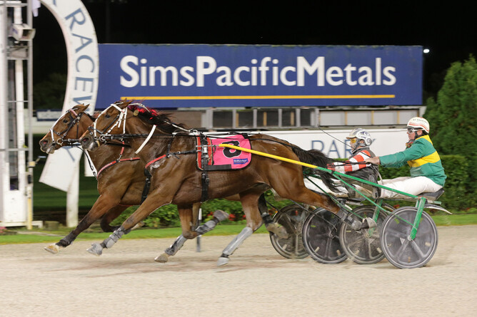 Lemond is one of six horses local trainer Ross Paynter will line up at The Raceway on Tuesday - Trish Dunell