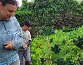 For The Love Of Bees: Communities of Regenerative Learning 2023-2024 Tāmaki Makaurau