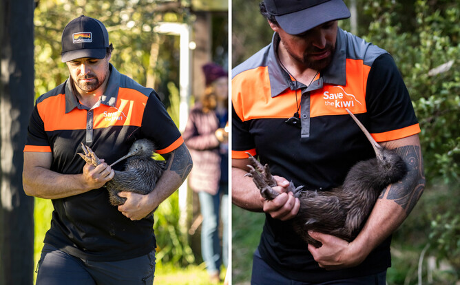 Kiwi being carried closely by a Save the Kiwi team member on Waiheke Island. Part of the Save the Kiwi mission in May 2025.