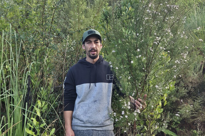 Image of manuka planted. Manawatawa Native Restoration Project. Community project funded by The Jenkins Foundation. New Zealand.