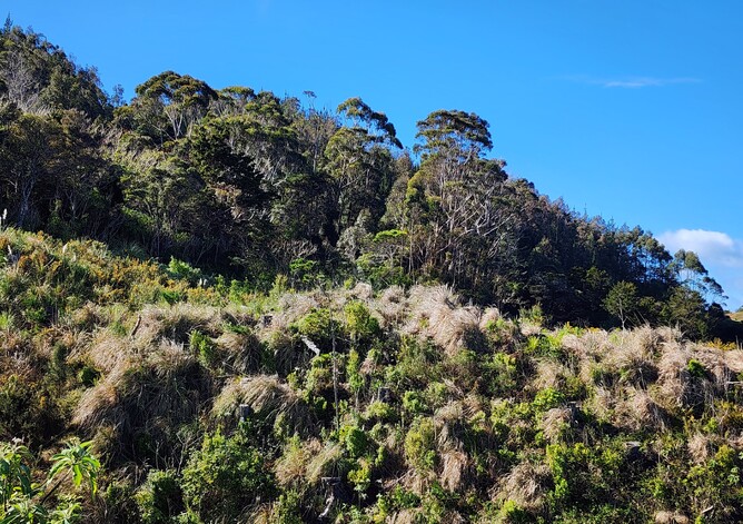 Image of hill country on Motukaraka on the Hokianga Harbour. The Manawatawa native tree restoration programme is underway. 