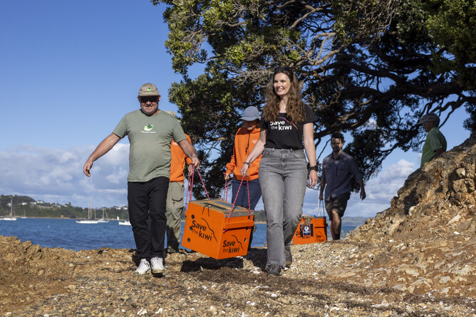 Image of large Save the Kiwi wooden boxes being carried by the team at Waiheke Island. Part of the Save the Kiwi mission in May 2025.