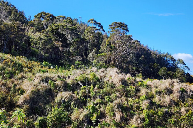 Image of aerial spray of pampas. Manawatawa Native Restoration Project. Community project funded by The Jenkins Foundation. New Zealand.