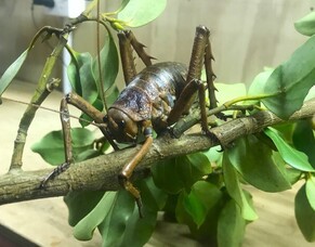 Butterfly Creek’s Wētāpunga Breeding Programme