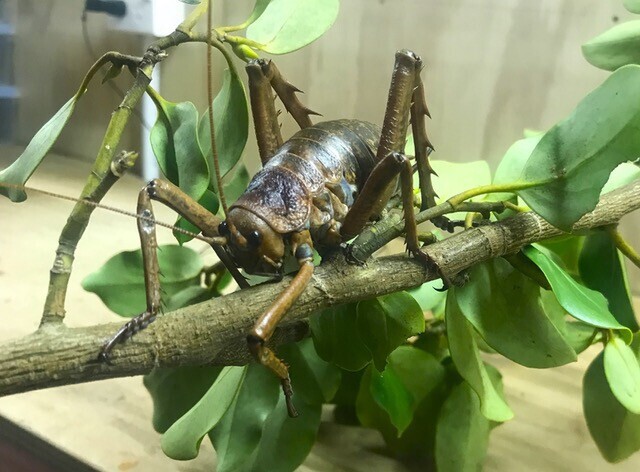 Image of the New Zealand weta. Butterfly Creek's Wētāpunga Recovery Program. Supported by The Jenkins Foundation. New Zealand.