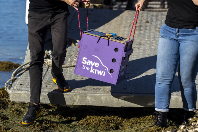 Image of the large purple Save the Kiwi wooden box being carried. Part of the Save the Kiwi mission in May 2025.