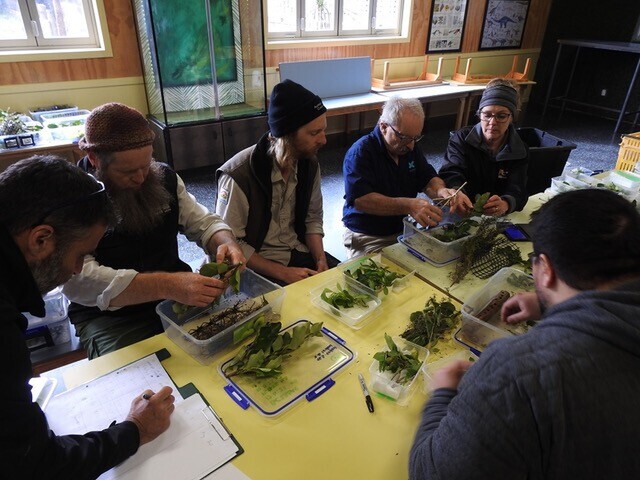 Image of staff preparing for release of New Zealand weta. Butterfly Creek's Wētāpunga Recovery Program. Supported by The Jenkins Foundation. New Zealand.