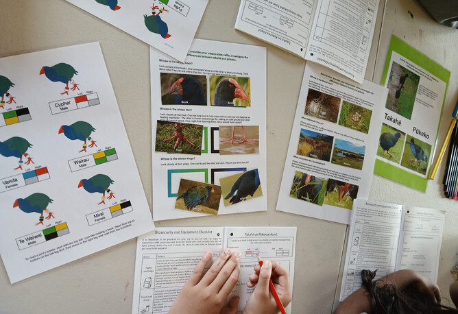 Image of the Takahe vs Pukeho band worksheets provided at Rotoroa Island’s Education Programme. Supported by The Jenkins Foundation. New Zealand.