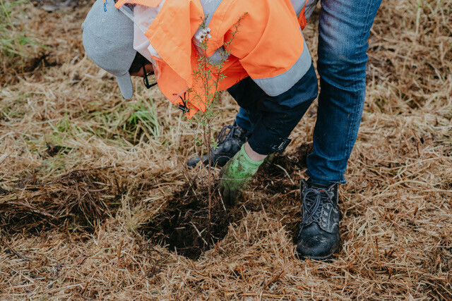 Image from the Maintenance Pilot in the Whau Catchment, Te Atatu, Auckland.. Case study of project funded by the Jenkins Foundation. New Zealand.