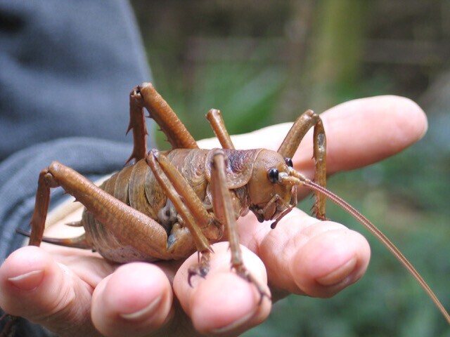 Image of the New Zealand weta. Butterfly Creek's Wētāpunga Recovery Program. Supported by The Jenkins Foundation. New Zealand.