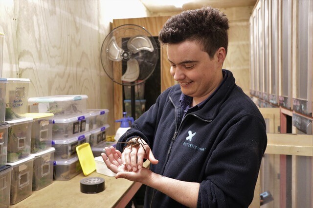 Image of keeper working in New Zealand weta enclosure. Butterfly Creek's Wētāpunga Recovery Program. Supported by The Jenkins Foundation. New Zealand.