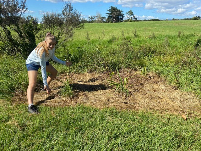 Image from the Maintenance Pilot in the Whau Catchment, Te Atatu, Auckland.. Case study of project funded by the Jenkins Foundation. New Zealand.