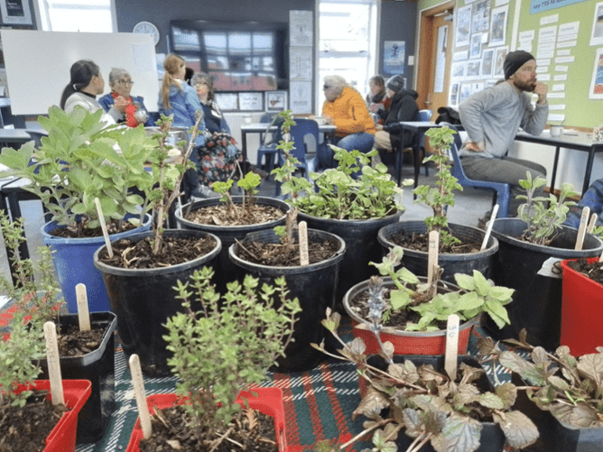 Image from Bountiful Backyards 2025, lots of potted vegetables and herb plants inside in classroom