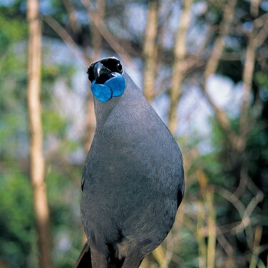 Kokako | Timber Trail NZ