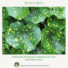 Farfugium japonicum 'Aureomaculatum' (leopard plant) 🏡 DIY Designs