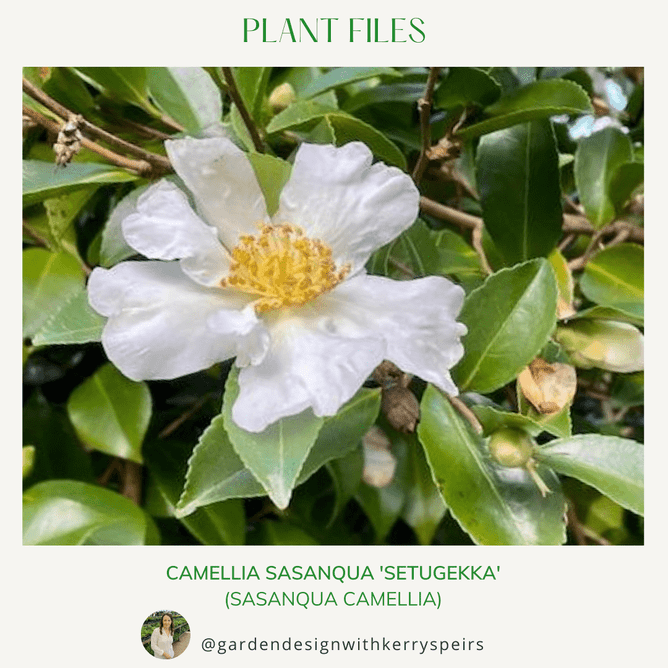 a white camelia flower with a yellow centre