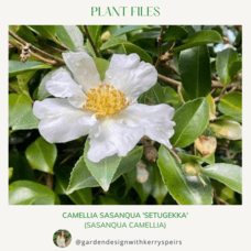 Best White Camellias for Hedges 🏡 DIY Designs
