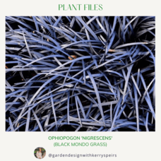 Ophiopogon 'Nigrescens' (Black Mondo)