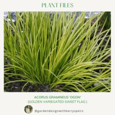 Acorus gramineus 'Ogon' (golden variegated sweet flag) 🏡 DIY Designs