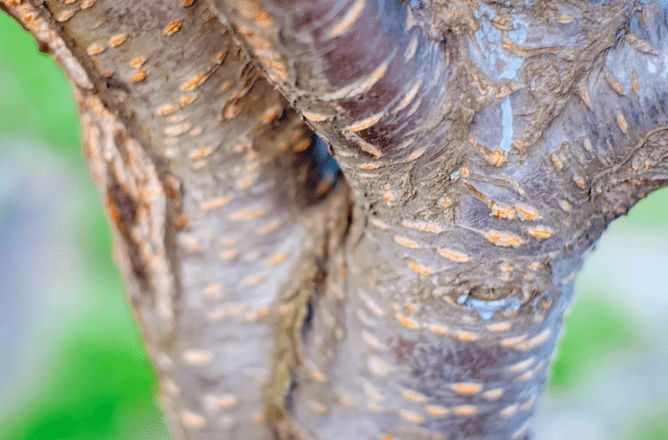 Close up photo of a cherry tree trunk to show the distinctive horizontal pores called lenticels that can be used to identify this tree