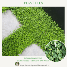 Dicondra Repens (Mercury Bay weed) 🏡 DIY Designs