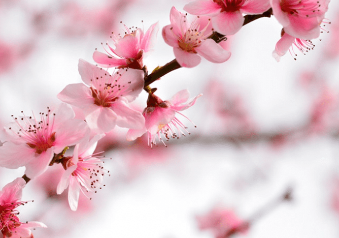 Pretty pink peach blossom with distinct magenta center