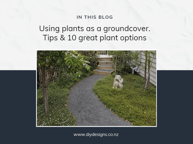 Landscape Designer’s 10 Best Low Maintenance Groundcover Plants | DIY ...