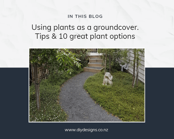 A garden photo showing a curved, gravel garden path with areas of low native groundcover (pohuehue and pratia)  to either side. There's a cute monkey stature about 500mm high nestled into the planting, covering his eyes like 'see no evil'. There's a titoki tree just visible in the foreground and some timber edged/pebble filled steps at the far end of the path.