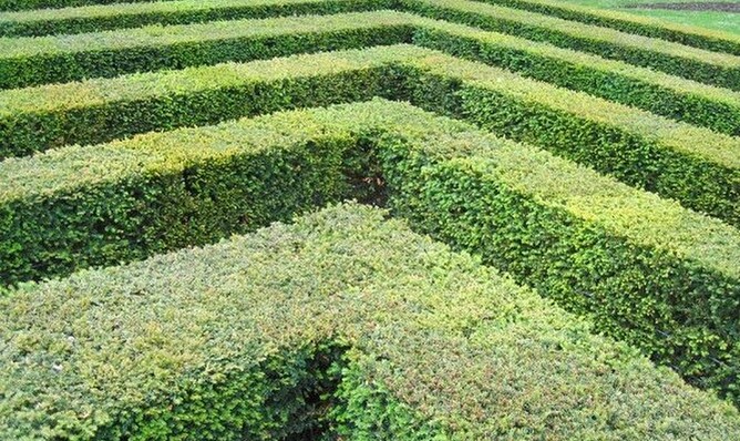 Landscape Designer’s 6 Best Hedge Plants | DIY Designs