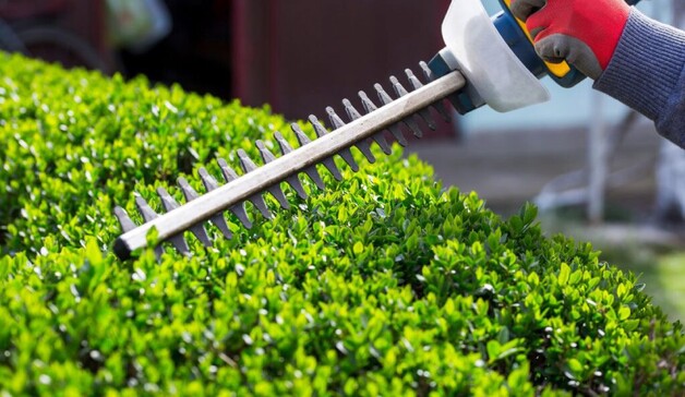 when selecting a hedge plant new gardeners should weigh up the pros and cons of fast growth against on going hedge maintenance needs