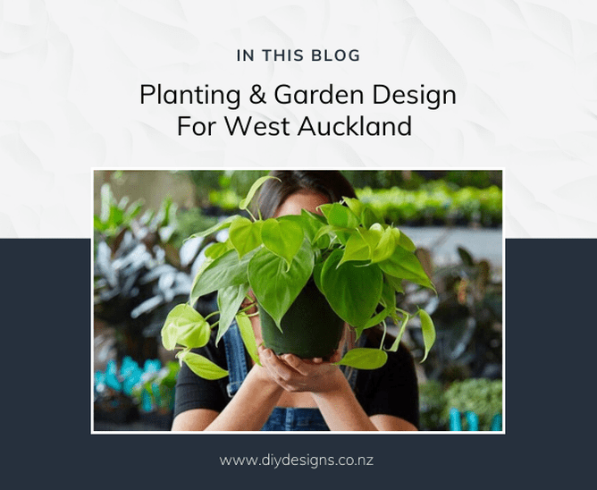 Person from West Auckland with a Plant 