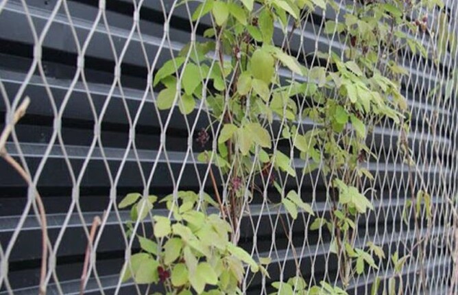 Support your climbing plants