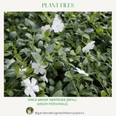 Vinca minor &#039;Gertrude Jekyll&#039; (Minor Periwinkle) 🏡 DIY Designs