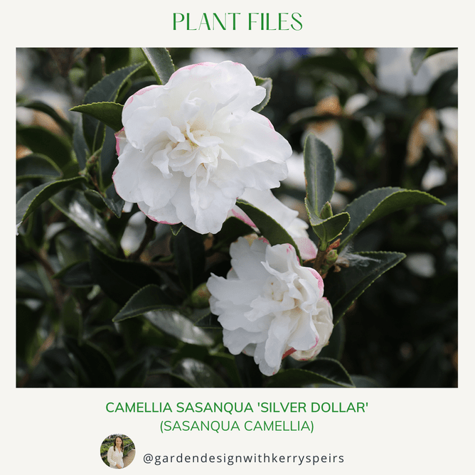 Two white camelia flowers on a bush