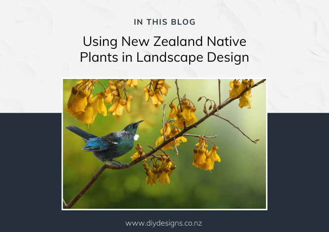 A tui on the branch of a yellow flowering kowhai tree