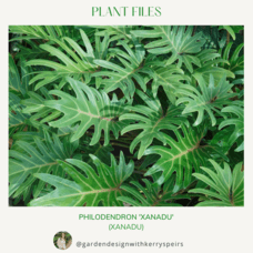 Philodendron 'Xanadu' 🏡 DIY Designs
