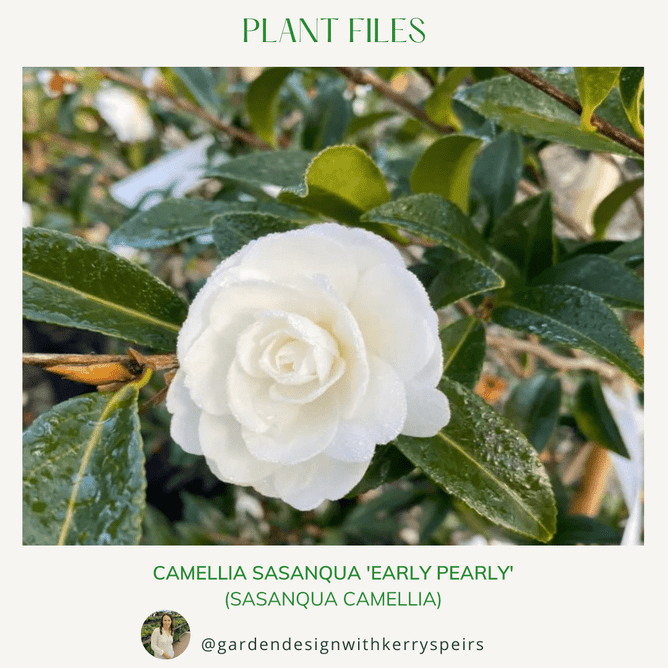 A white camelia flower on a bush