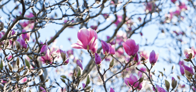 Deciduous magnolia tree in flower