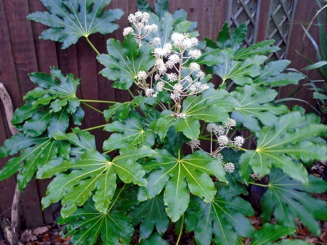 Fatsia japonica a dramatic foliage plant ideal for the low maintenance garden