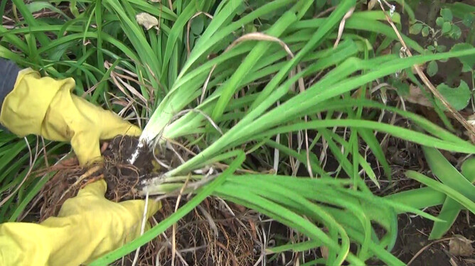 Plants for free - without leaving your property