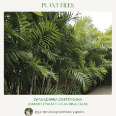 Chamadorea costericana (Bamboo Palm / Costa Rica Palm)  🏡 DIY Designs