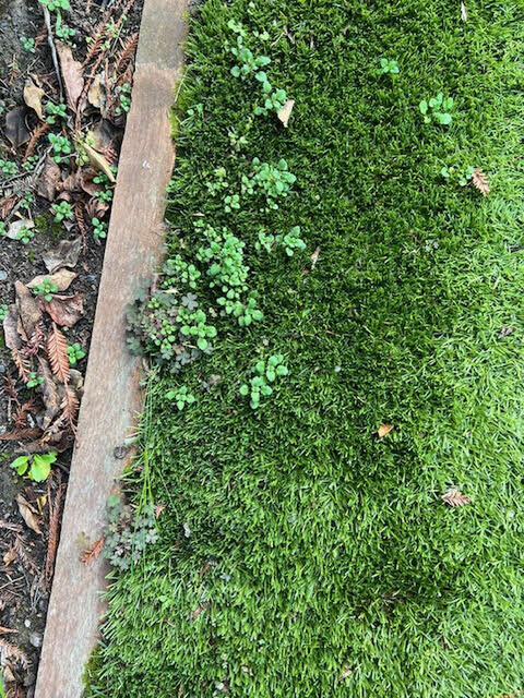 A garden with fake lawn with weeds growing through it