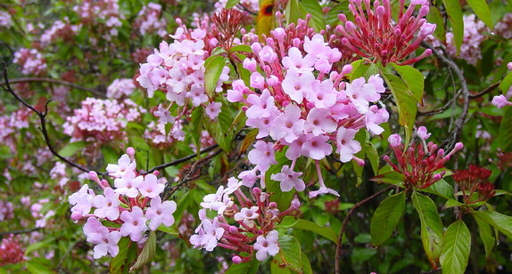There is an art to removing a plant from its garden centre pot that novice gardeners should know. This is how you remove plants from their garden centre pots.