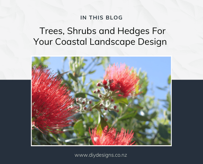 Red pohutuawa tree flowers
