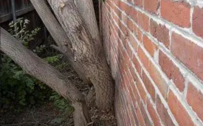 What to remove during your garden clean up