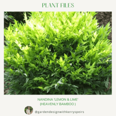 Nandina 'Lemon and Lime' (Heavenly Bamboo) 🏡 DIY Designs