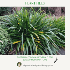 Phormium cookianum  'Emerald Gem'  (dwarf mountain flax)  🏡 DIY Designs