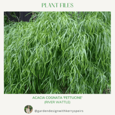 Acacia cognata &#039;Fettuccini&#039; (river wattle) 🏡 DIY Designs